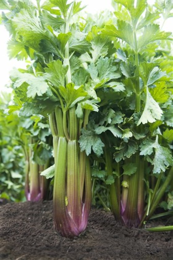 Celery breeder Larry Pierce of Duda Farm Fresh Foods holds red celery in a Salinas, Calif., field. The variety has been almost 20 years in the making.